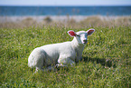 young Texel Sheep