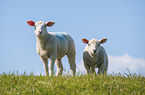 young Texel Sheeps
