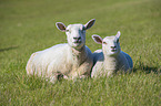 Texel Sheeps