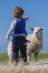 boy with Texel Sheep