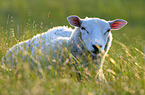 lying Texel Sheep