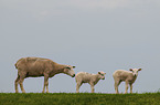 Texel Sheeps