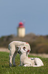 young Texel Sheeps