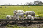 Texel sheeps