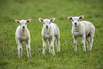 Texel sheeps