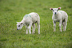 Texel sheeps