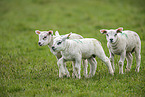 Texel sheeps