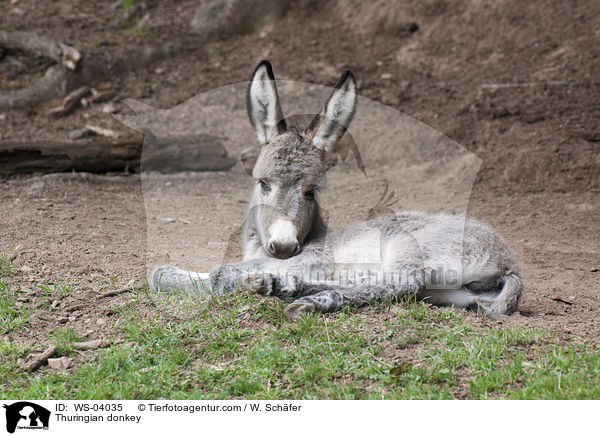 Thuringian donkey / WS-04035