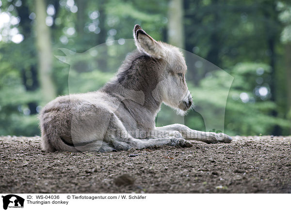 Thuringian donkey / WS-04036
