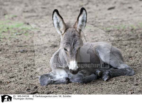 Thuringian donkey / WS-04038