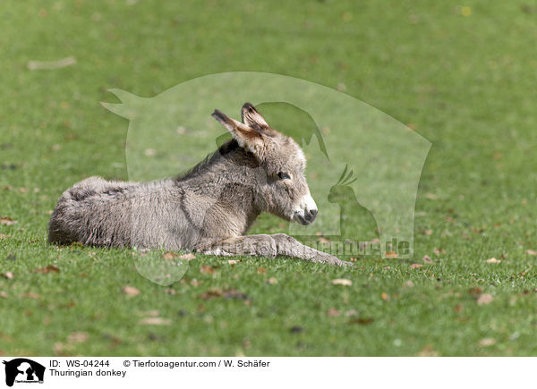 Thuringian donkey / WS-04244