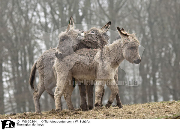 Thuringian donkeys / WS-05204