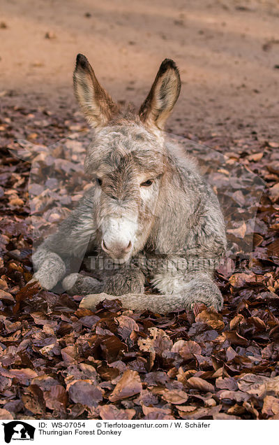 Thuringian Forest Donkey / WS-07054
