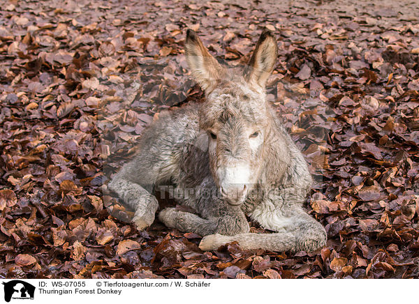 Thuringian Forest Donkey / WS-07055