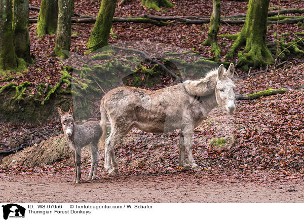 Thuringian Forest Donkeys / WS-07056