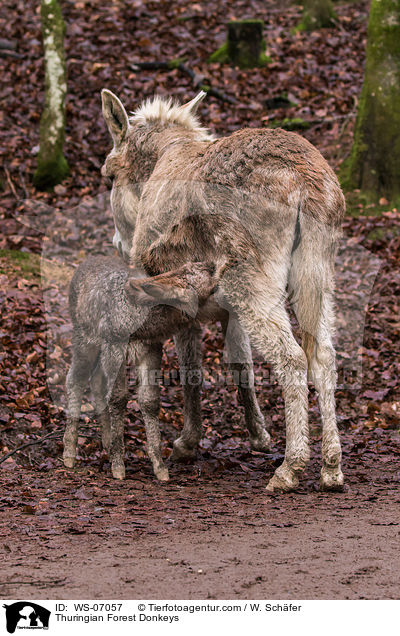 Thuringian Forest Donkeys / WS-07057