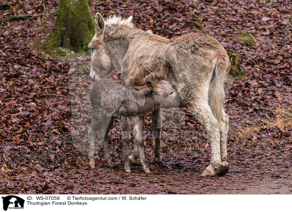 Thuringian Forest Donkeys / WS-07058