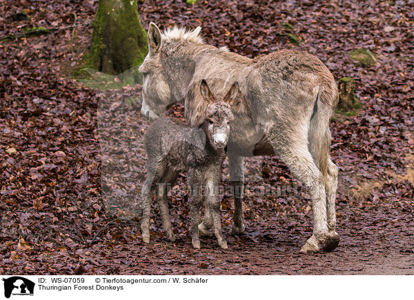 Thuringian Forest Donkeys / WS-07059