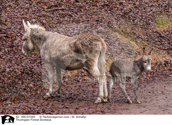 Thuringian Forest Donkeys / WS-07060