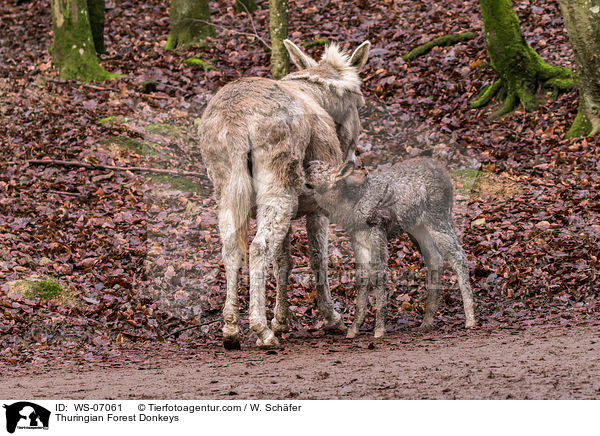 Thuringian Forest Donkeys / WS-07061