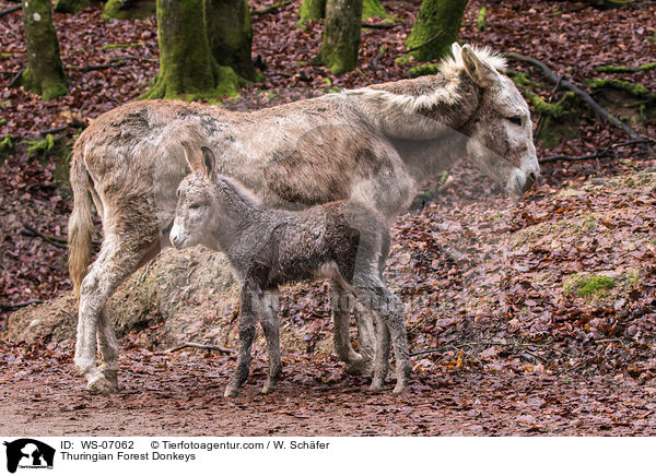 Thuringian Forest Donkeys / WS-07062