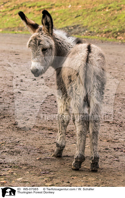 Thuringian Forest Donkey / WS-07065