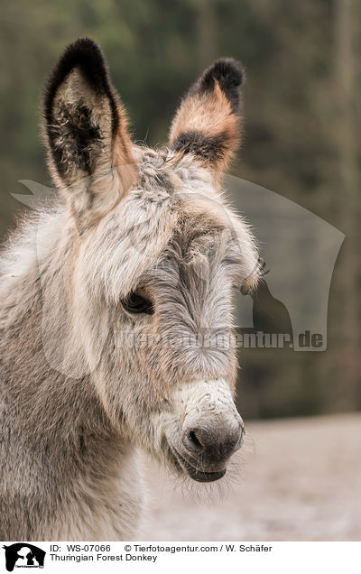 Thuringian Forest Donkey / WS-07066