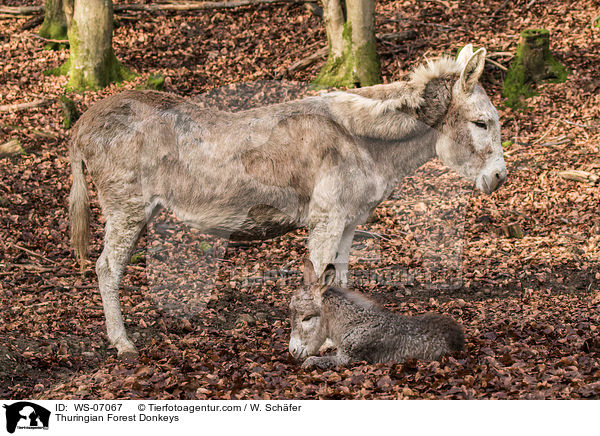 Thuringian Forest Donkeys / WS-07067