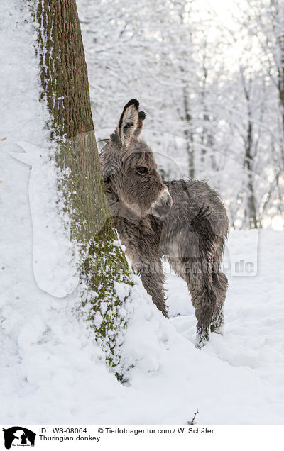 Thuringian donkey / WS-08064