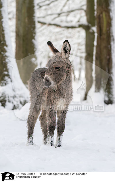 Thuringian donkey / WS-08066