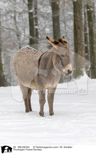 Thringer Waldesel / Thuringian Forest Donkey / WS-08344