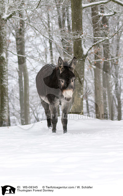 Thuringian Forest Donkey / WS-08345