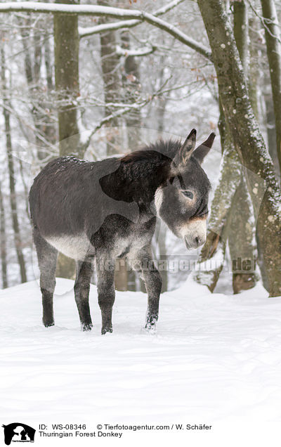 Thuringian Forest Donkey / WS-08346