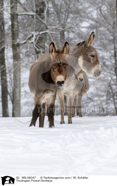Thuringian Forest Donkeys / WS-08347