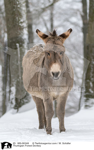 Thuringian Forest Donkey / WS-08348