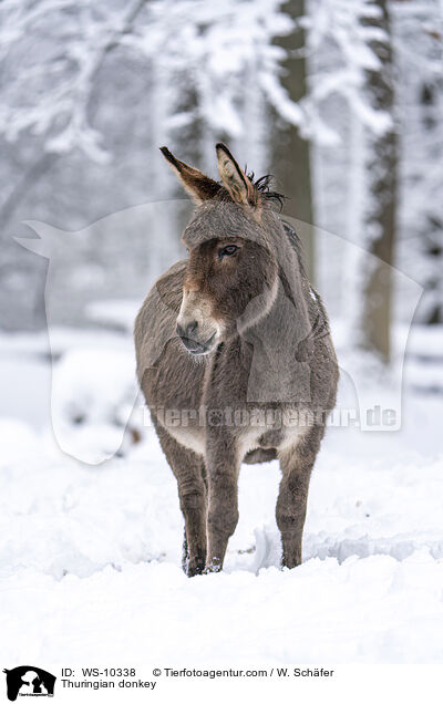 Thuringian donkey / WS-10338