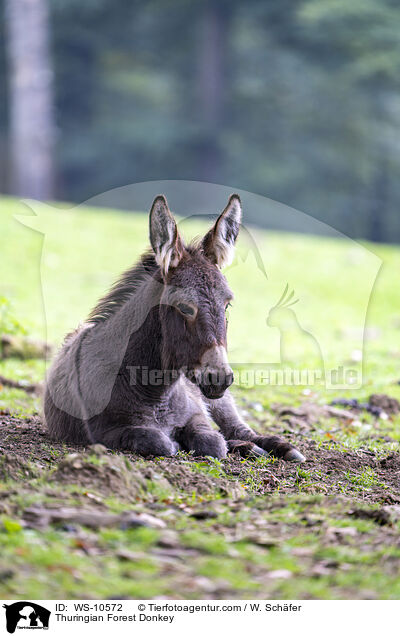 Thuringian Forest Donkey / WS-10572
