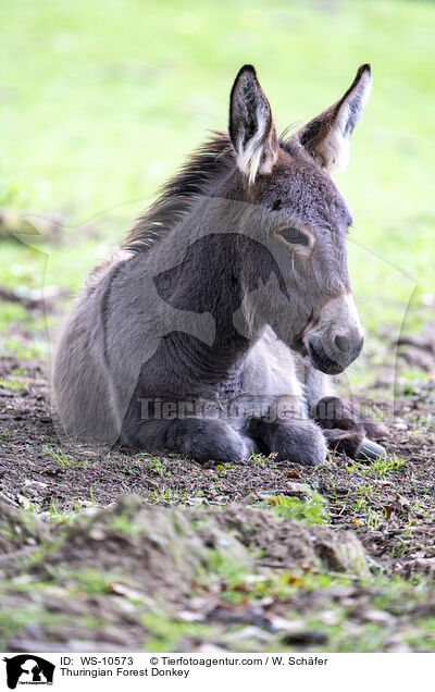 Thringer Waldesel / Thuringian Forest Donkey / WS-10573