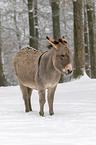 Thuringian Forest Donkey