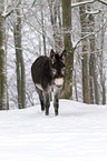 Thuringian Forest Donkey