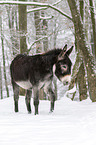 Thuringian Forest Donkey