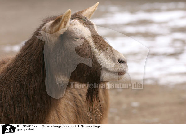 goat portrait / SS-01122