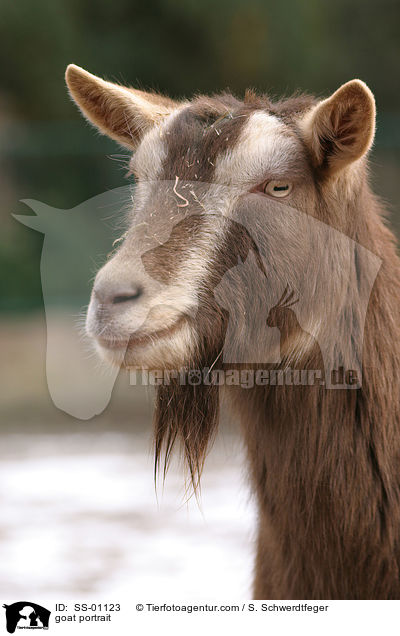 Thringer Waldziege Portrait / goat portrait / SS-01123