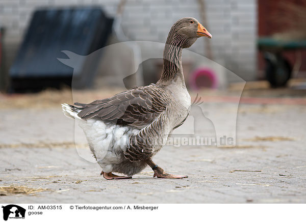 goose / AM-03515