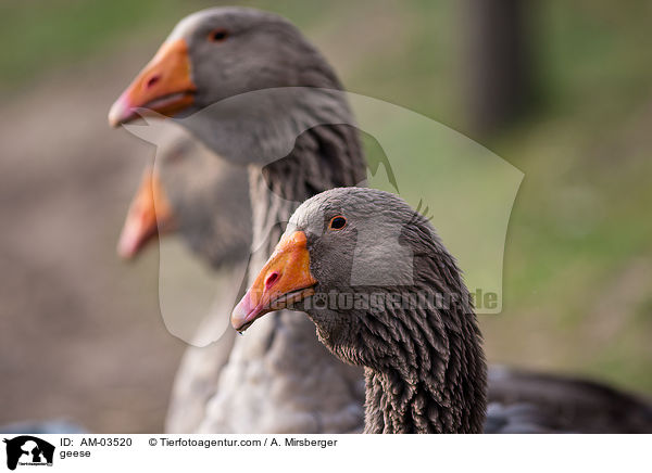 Toulouser Gnse / geese / AM-03520