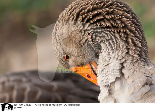 goose / AM-03523