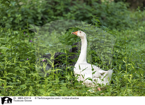 Toulouse Goose / MBS-25314