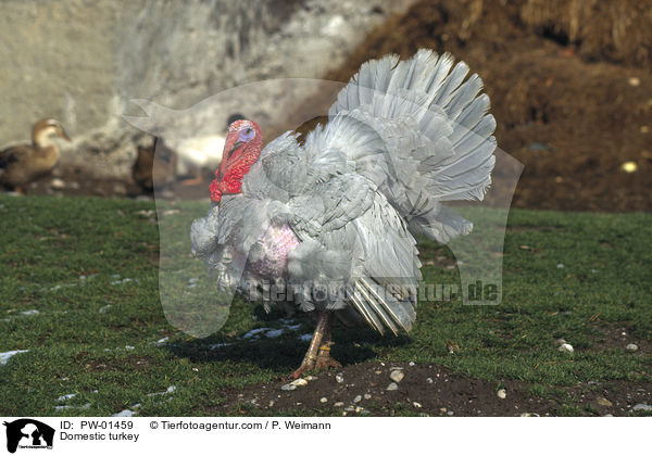 Truthahn / Domestic turkey / PW-01459