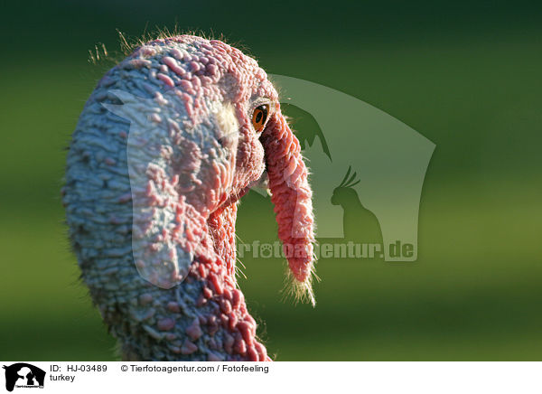 Truthahn / turkey / HJ-03489