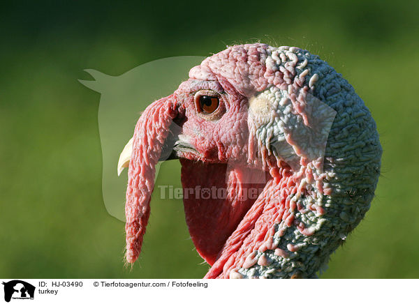 Truthahn / turkey / HJ-03490
